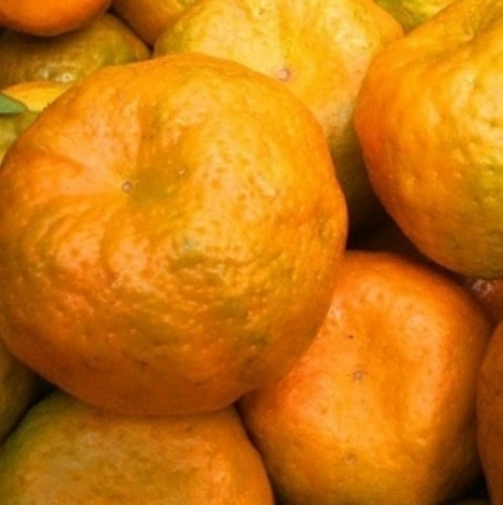 Tangerina Ponkan.jpg